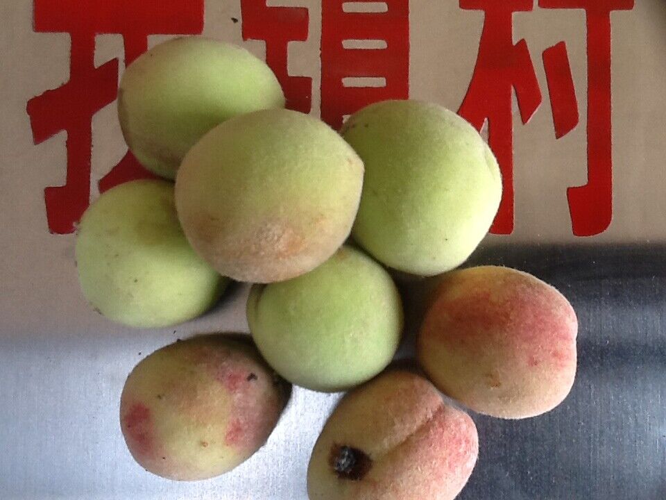 桃胡 毛桃胡果實(shí)