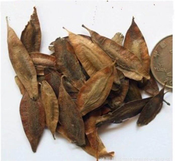 杜仲樹(shù)葉樹(shù)皮出售