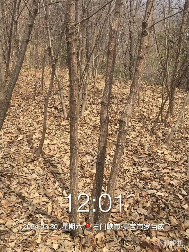 栓皮櫟樹(shù)
