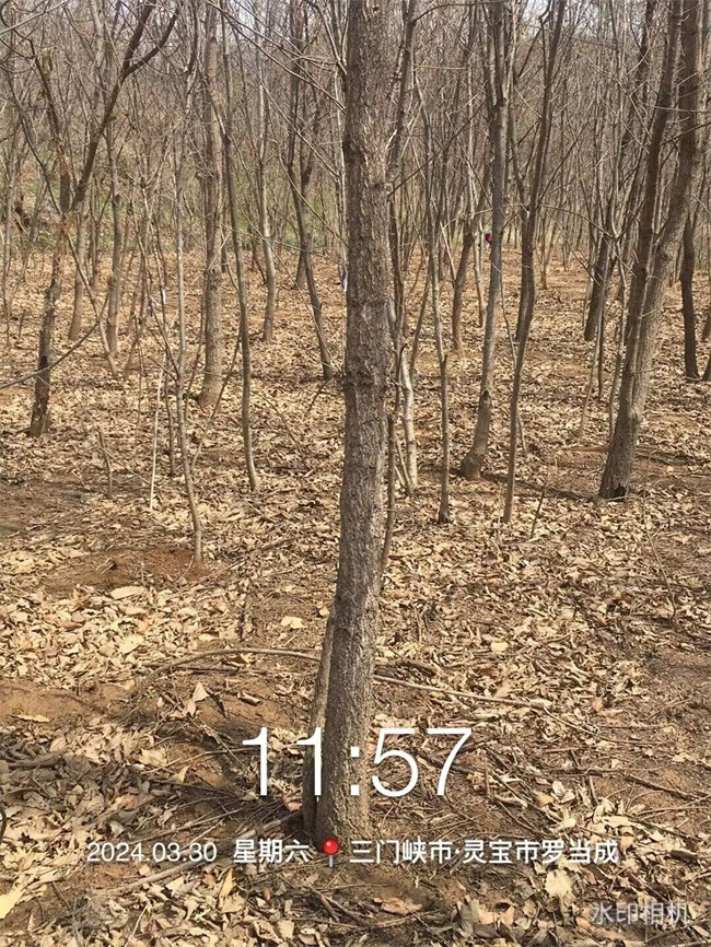 栓皮櫟樹(shù)