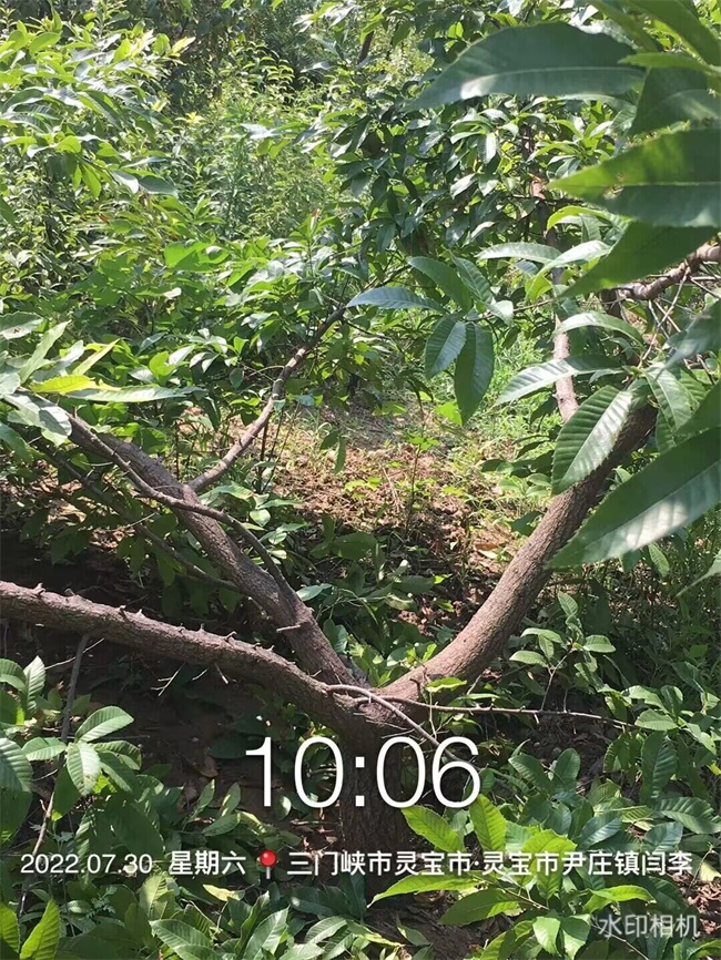 栓皮櫟樹(shù)