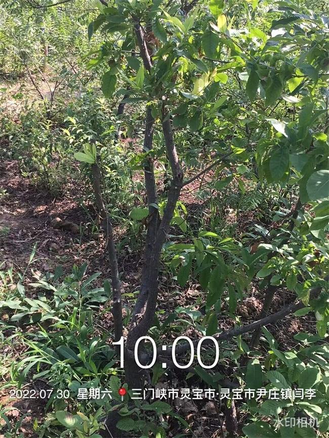 栓皮櫟樹(shù)